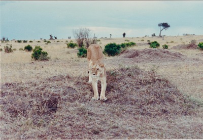 picture of Lions of the Masai Mara
 Kenya