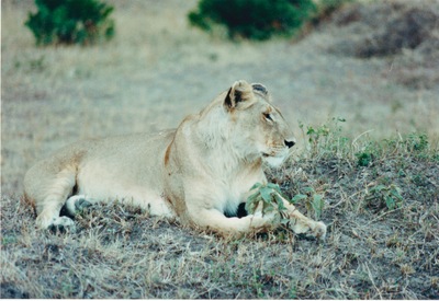 picture of Lions of the Masai Mara
 Kenya