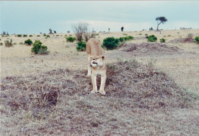 picture of Lions of the Masai Mara
 Kenya