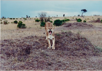 picture of Lions of the Masai Mara
 Kenya