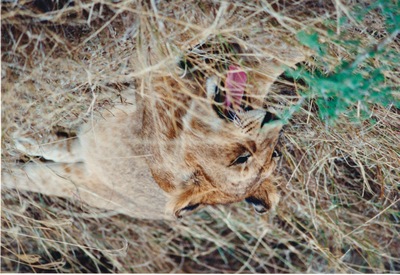 picture of Lions of the Masai Mara
 Kenya