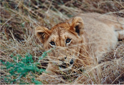 picture of Lions of the Masai Mara
 Kenya