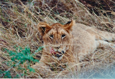 picture of Lions of the Masai Mara
 Kenya