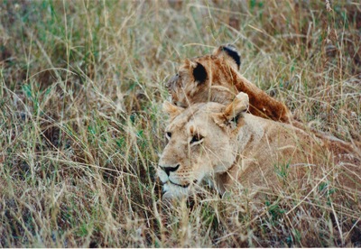 picture of Lions of the Masai Mara
 Kenya
