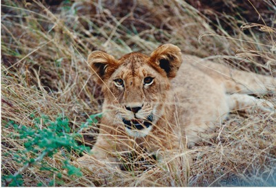 picture of Lions of the Masai Mara
 Kenya