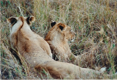 picture of Lions of the Masai Mara
 Kenya