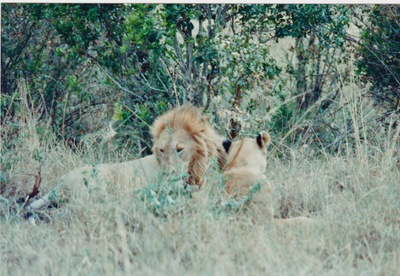 picture of Lions of the Masai Mara
 Kenya