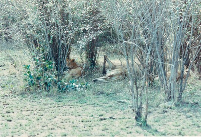 picture of Lions of the Masai Mara
 Kenya