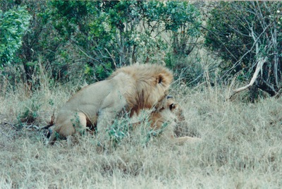 picture of Lions of the Masai Mara
 Kenya
