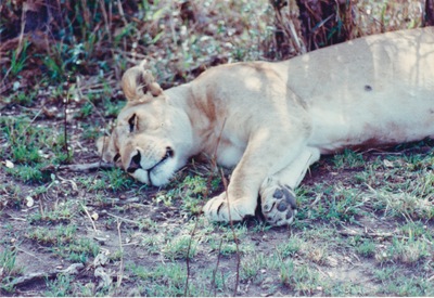 picture of Lions of the Masai Mara
 Kenya