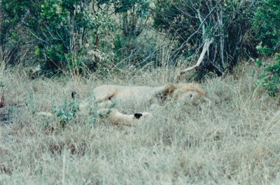 picture of Lions of the Masai Mara
 Kenya