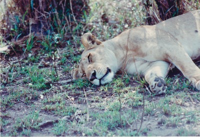 picture of Lions of the Masai Mara
 Kenya
