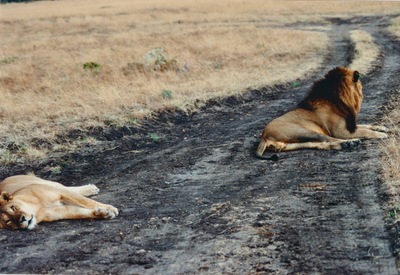 picture of Lions of the Masai Mara
 Kenya
