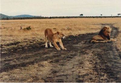 picture of Lions of the Masai Mara
 Kenya