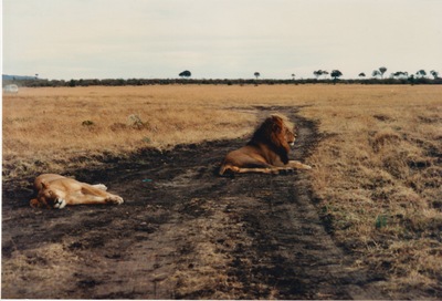 picture of Lions of the Masai Mara
 Kenya