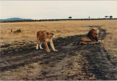picture of Lions of the Masai Mara
 Kenya