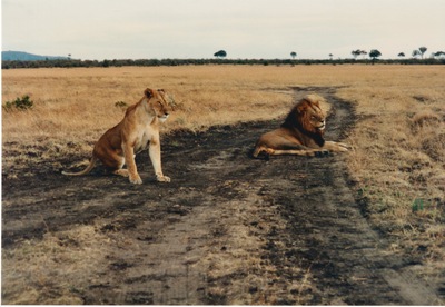 picture of Lions of the Masai Mara
 Kenya