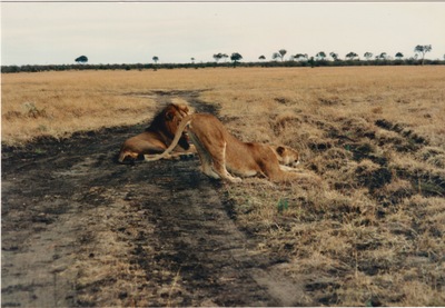 picture of Lions of the Masai Mara
 Kenya