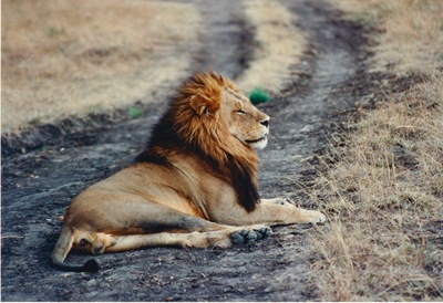picture of Lions of the Masai Mara
 Kenya