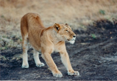 picture of Lions of the Masai Mara
 Kenya