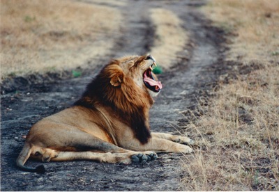 picture of Lions of the Masai Mara
 Kenya