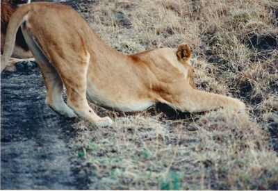 picture of Lions of the Masai Mara
 Kenya