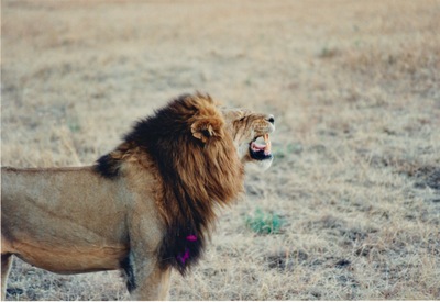 picture of Lions of the Masai Mara
 Kenya
