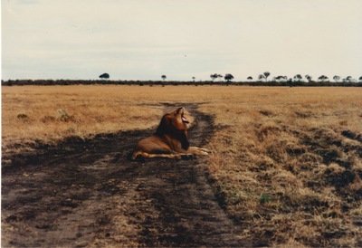 picture of Lions of the Masai Mara
 Kenya