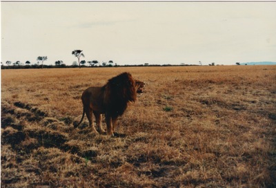 picture of Lions of the Masai Mara
 Kenya