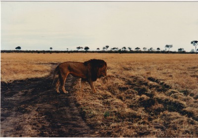 picture of Lions of the Masai Mara
 Kenya