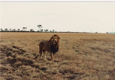 picture of Lions of the Masai Mara
 Kenya