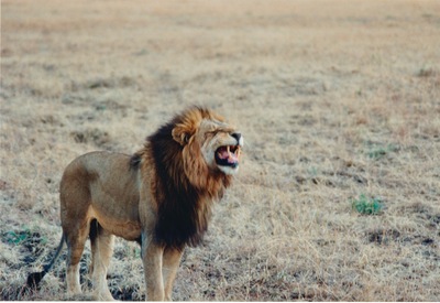 picture of Lions of the Masai Mara
 Kenya