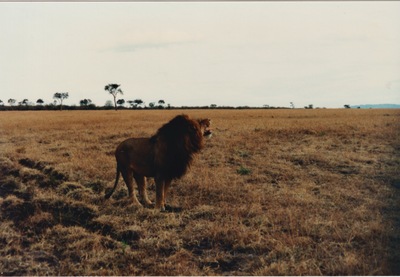picture of Lions of the Masai Mara
 Kenya