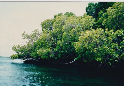 picture of Midi Creek
 Kenya