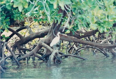 picture of Midi Creek
 Kenya