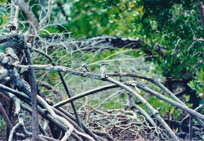 picture of Midi Creek
 Kenya