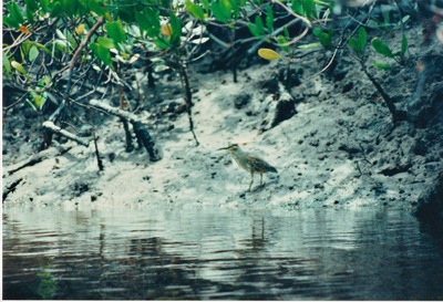 picture of Midi Creek
 Kenya