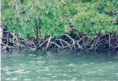 picture of Midi Creek
 Kenya