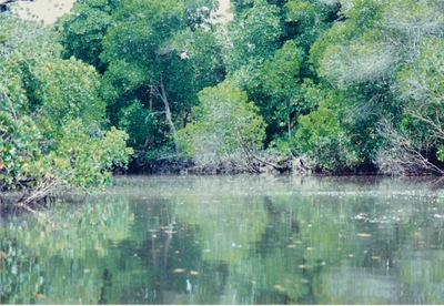 picture of Midi Creek
 Kenya