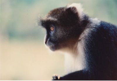 picture of Mountain Lodge
 Kenya