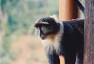 picture of Mountain Lodge
 Kenya