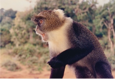 picture of Mountain Lodge
 Kenya