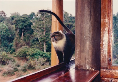 picture of Mountain Lodge
 Kenya