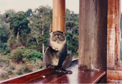 picture of Mountain Lodge
 Kenya