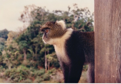 picture of Mountain Lodge
 Kenya