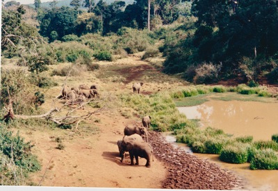picture of Mountain Lodge
 Kenya