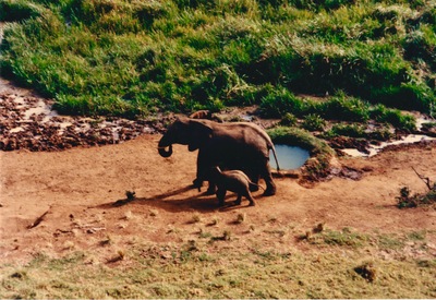picture of Mountain Lodge
 Kenya