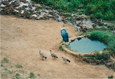 picture of Mountain Lodge
 Kenya