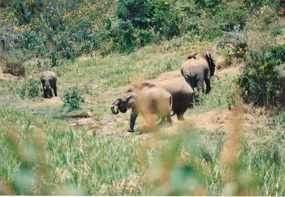 picture of Mountain Lodge
 Kenya