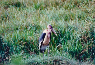 picture of Mountain Lodge
 Kenya